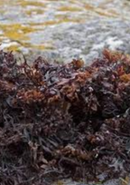 Carragheen Moss